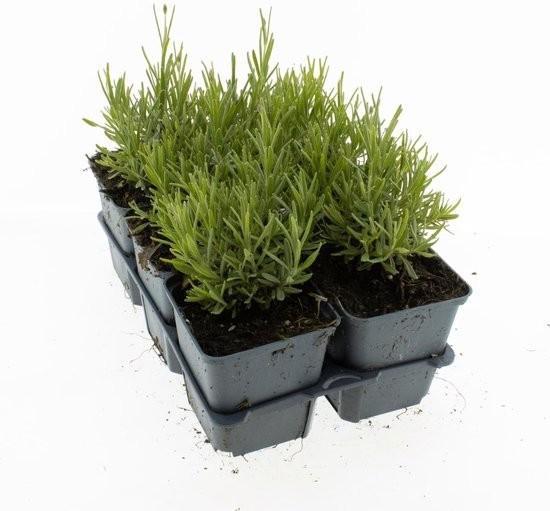 Lavendel, Tuin en Terras, Planten | Tuinplanten, Volle zon, Ophalen