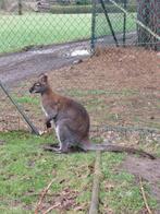 Wallaby, Dieren en Toebehoren, Januari, Mannelijk