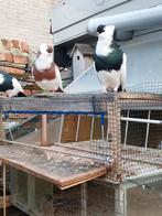 Felegyhazer tuimelaar, Dieren en Toebehoren, Vogels | Duiven