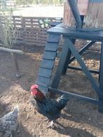 Hanen, Dieren en Toebehoren, Pluimvee