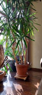 yucca 2m80, Enlèvement, Yucca, En pot, 200 cm ou plus