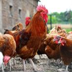kuikens kabir turbo / mechelse koekoek / cou nu voor 9 septe, Dieren en Toebehoren, Pluimvee, Geslacht onbekend, Kip