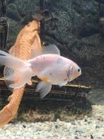 Sluierstaarten, Dieren en Toebehoren