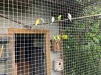 Grasparkieten, Dieren en Toebehoren