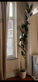 Ficus elastica, Ophalen, Ficus