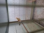 Putters (distelvinken), Dieren en Toebehoren, Vogels | Overige Vogels, Meerdere dieren, Wildzangvogel, Geringd