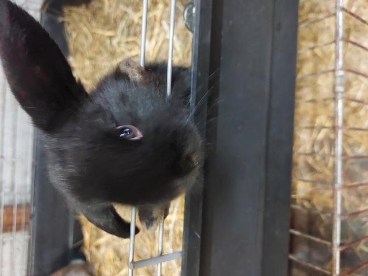 Nederlandse dwerghangoor, Dieren en Toebehoren, Konijnen