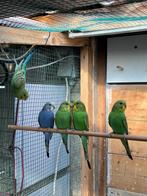 Grasparkiet 2025, Dieren en Toebehoren, Vogels | Parkieten en Papegaaien, Meerdere dieren, Parkiet, Geringd