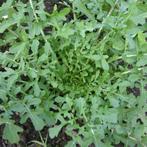 Rucola sla - zaden, Tuin en Terras, Bloembollen en Zaden, Verzenden