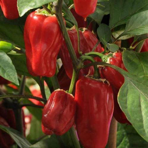 Peperzaden SWEET HEAT (20 stuks), Tuin en Terras, Bloembollen en Zaden, Zaad, Voorjaar, Volle zon, Verzenden