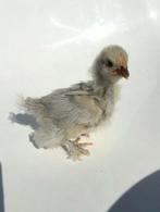 Cochin kriel parelgrijs, Dieren en Toebehoren