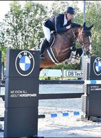 6 jarige Balou du rouet merrie uit topstam, Dieren en Toebehoren, Merrie