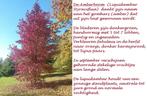 PRACHTIGE AMBERBOMEN ( LIQUIDAMBER Styraciflua) Hoogstam, Tuin en Terras, Planten | Bomen, Zomer, Zuilboom, 250 tot 400 cm, Ophalen