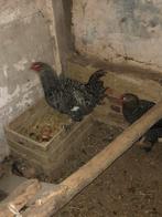 Mechelse koekoek haan, Dieren en Toebehoren, Mannelijk, Kip