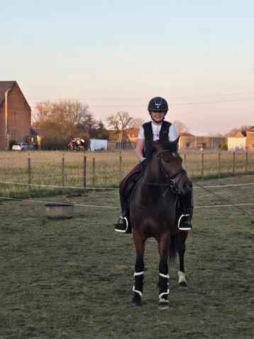 Allround Pony 5 jaar beschikbaar voor biedingen