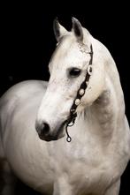 Gezocht: Leuke karakachan merrie, Dieren en Toebehoren, Merrie