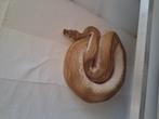 Lesser blade clown male, Dieren en Toebehoren, Reptielen en Amfibieën, Slang, 3 tot 6 jaar