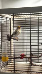 Hybride panaché chardonneret, Animaux & Accessoires, Mâle, Canari chanteur