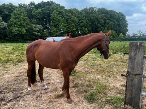 Fokmerrie draagmerrie, weidepaard te koop., Dieren en Toebehoren, Paarden en Pony's | Dekhengsten en Fokmerries, Merrie