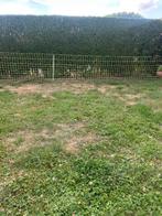 Fermeture pour petits animaux, Animaux & Accessoires, Moutons, Chèvres & Cochons, Mouton