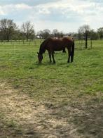 Recreatie paard, Dieren en Toebehoren, Merrie, Gechipt, Zadelmak, 170 tot 175 cm