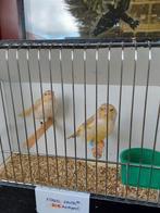 Groenlingen ( Gereserveerd voor Karl ), Dieren en Toebehoren, Geringd