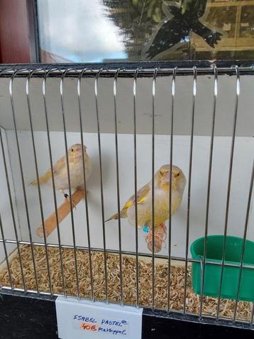 Groenlingen beschikbaar voor biedingen