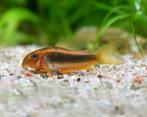 Corydoras sp. CW010 Red Laser aquariumvis, Dieren en Toebehoren, Vissen | Aquariumvissen