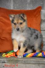 Prachtig Blue Merle kruising pupje, Dieren en Toebehoren, Honden | Niet-rashonden, Parvo, België, 8 tot 15 weken, Groot