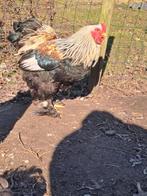 Haan, Dieren en Toebehoren, Mannelijk, Kip