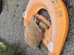 Sulcata, Dieren en Toebehoren, Reptielen en Amfibieën