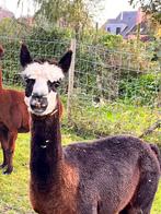 Alpaca, Dieren en Toebehoren, Overige Dieren