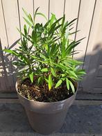 Oleander struik, Tuin en Terras, Ophalen, Vaste plant