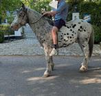 Zeer (brave) aparte, stevige 4 jarige ruin, Minder dan 160 cm, Ruin, Zadelmak, 3 tot 6 jaar
