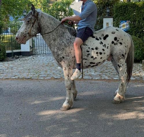 Zeer (brave) aparte, stevige 4 jarige ruin, Dieren en Toebehoren, Paarden, Ruin, Zadelmak, Minder dan 160 cm, 3 tot 6 jaar, Recreatiepaard