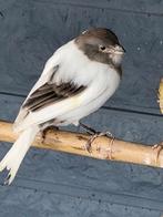 Mooie koppel timbrados, ras  zuiver, goede kweeklijn