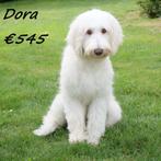 Labradoodle femelles (Belges), 15 semaines à 1 an, Commerçant, Belgique, Plusieurs