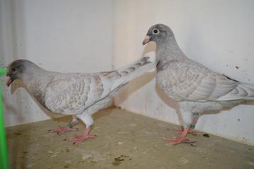 kleurpostduiven, Sexe inconnu, Pigeon voyageur