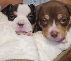 Prachtige pocket bullys met abkc stamboom!, Dieren en Toebehoren, Honden | Bulldogs, Pinschers en Molossers, België, Fokker | Hobbymatig