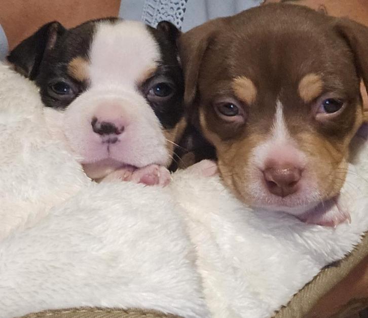 Prachtige pocket bullys met abkc stamboom!, Dieren en Toebehoren, Honden | Bulldogs, Pinschers en Molossers, Meerdere dieren, Overige rassen