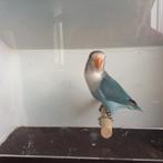 Agapornis Fischeri, Geslacht onbekend, Dwergpapegaai of Agapornis, Geringd