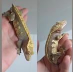 1.1 100% Het Axanthic wimpergekko koppel man & vrouw SALE!, Hagedis, Tam, 0 tot 2 jaar