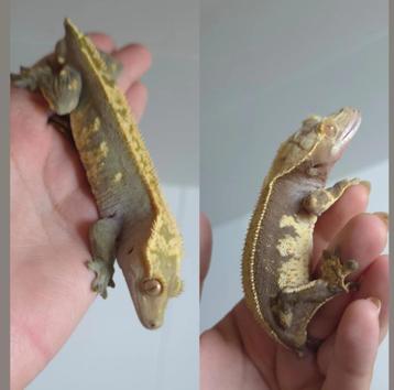 1.1 100% Het Axanthic wimpergekko koppel man & vrouw SALE! beschikbaar voor biedingen