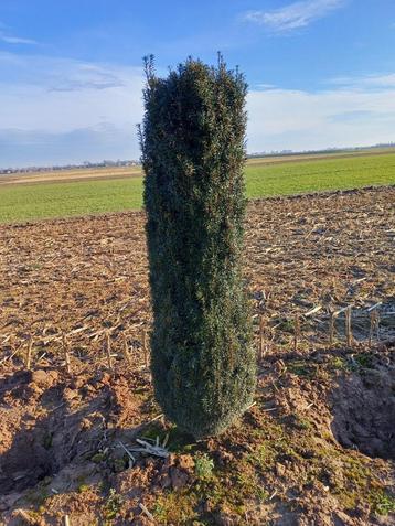 Taxus fast beschikbaar voor biedingen