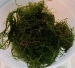 Grosse portion +/- 100 grammes de mousse de Java à rincer po, Animaux & Accessoires