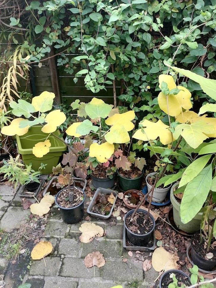 Figuier de 2 ans, Tuin en Terras, Planten | Fruitbomen, Vijgenboom, 400 cm of meer, Volle zon, Zomer, In pot, Ophalen