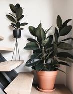 Stekjes ficus elastica (rubberplant), Huis en Inrichting, Kamerplanten, Ophalen, Ficus