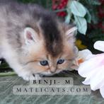 Brits langhaar Golden / British Longhair Golden, Meerdere dieren, Gechipt, 0 tot 2 jaar