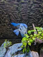 Volledig aquarium, Dieren en Toebehoren
