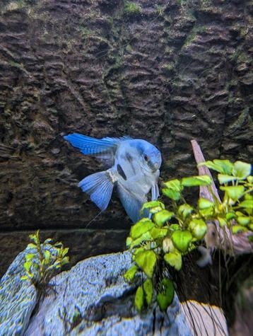 Volledig aquarium  beschikbaar voor biedingen